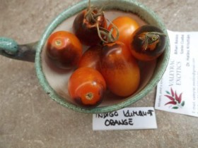 Indigo Kumquat Orange paradicsom - Paradicsom különlegességek az Egzotikus Növények Stúdiója kínálatából